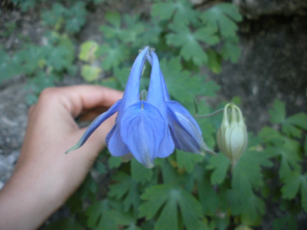 Aquilegia champagnatii / Aquilegia di Champagnat